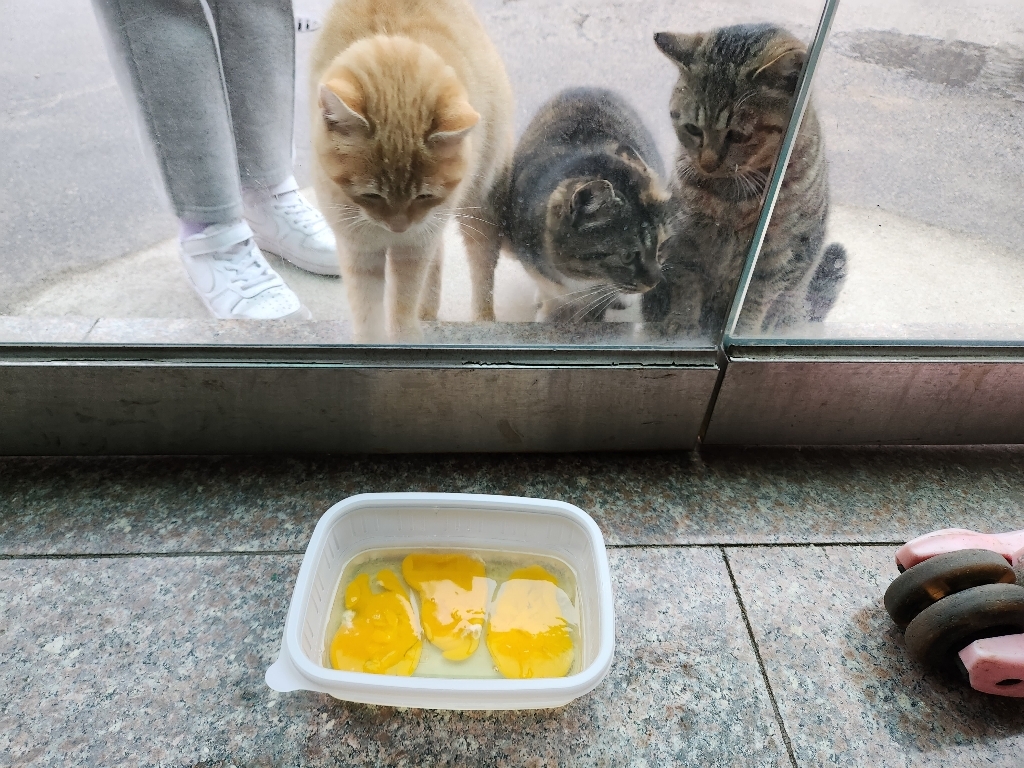 딩동펫 고양이 컬러풀 낚싯대 8종 세트 이미지 3