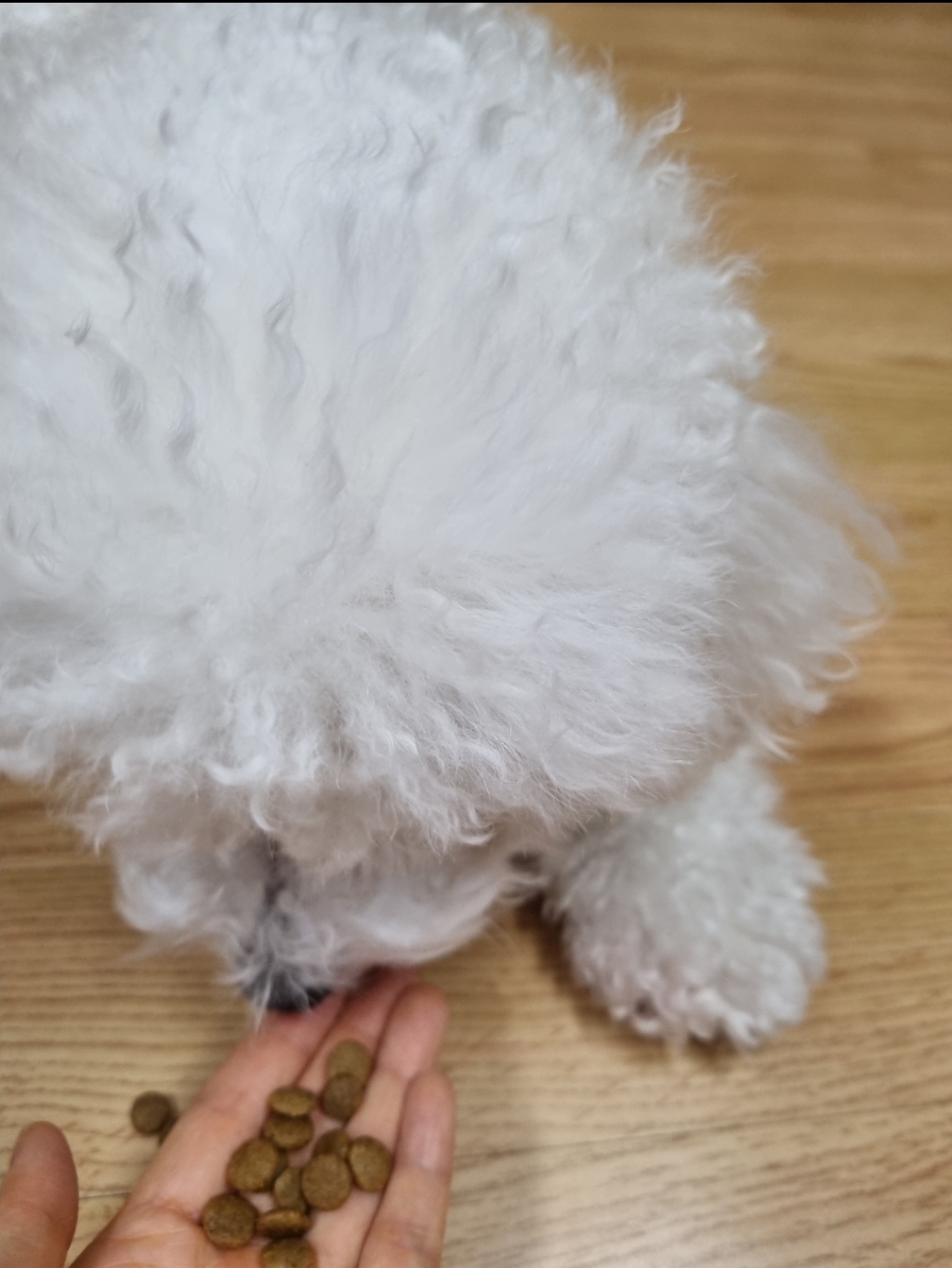 뉴트리나건강백서 강아지 기능성 사료 솔직 후기 | 실제 사용자 리뷰 총정리 - 상품 이미지 2