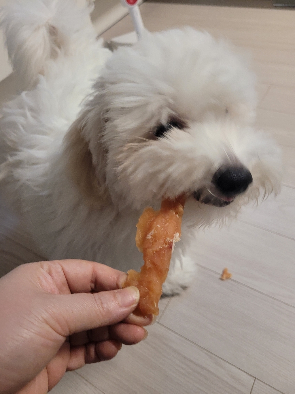 테비 사사미 탱글탱글 강아지간식 솔직 후기 | 실제 사용자 리뷰 총정리 - 상품 이미지 3