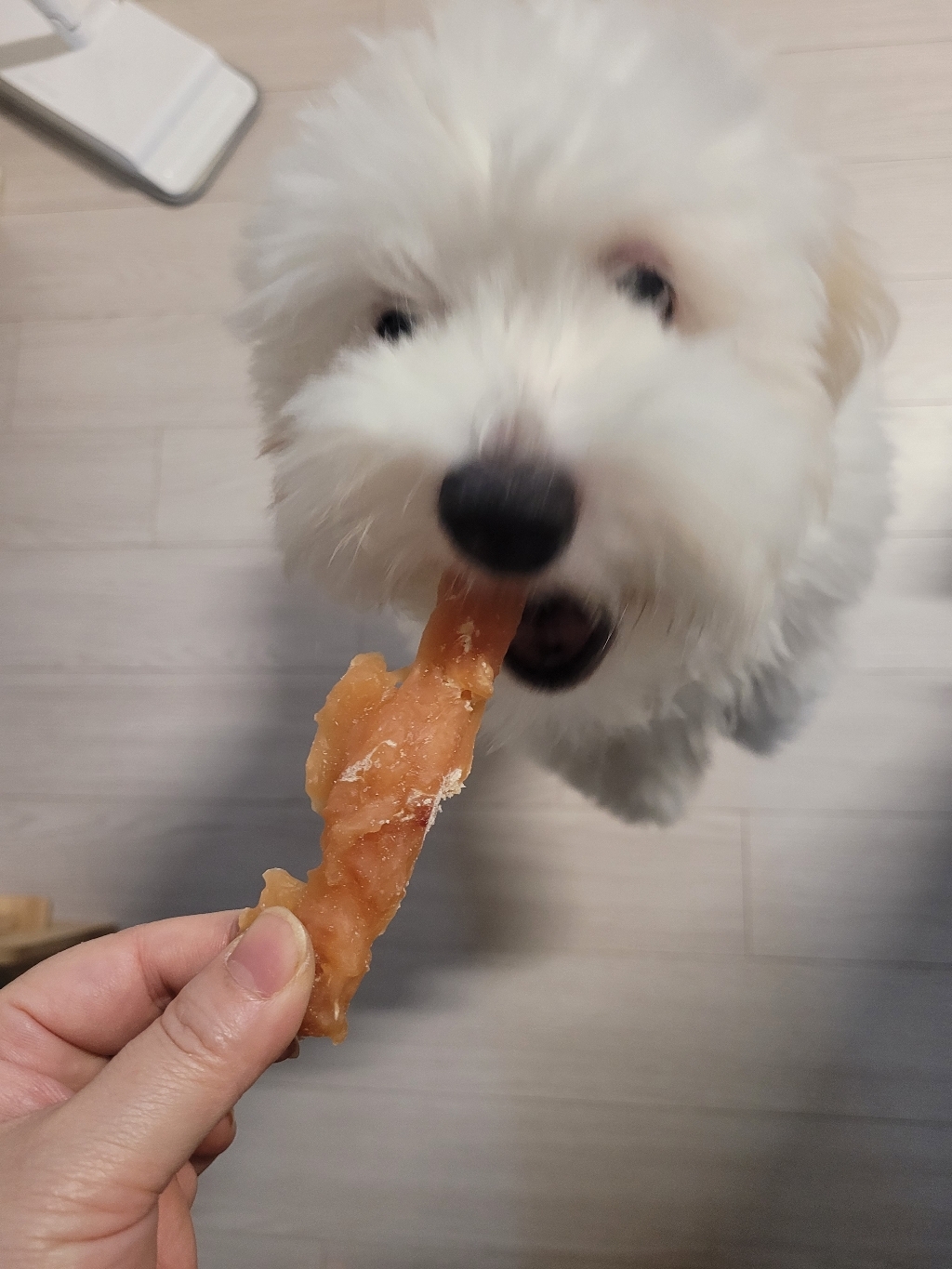 테비 사사미 탱글탱글 강아지간식 솔직 후기 | 실제 사용자 리뷰 총정리 - 상품 이미지 4