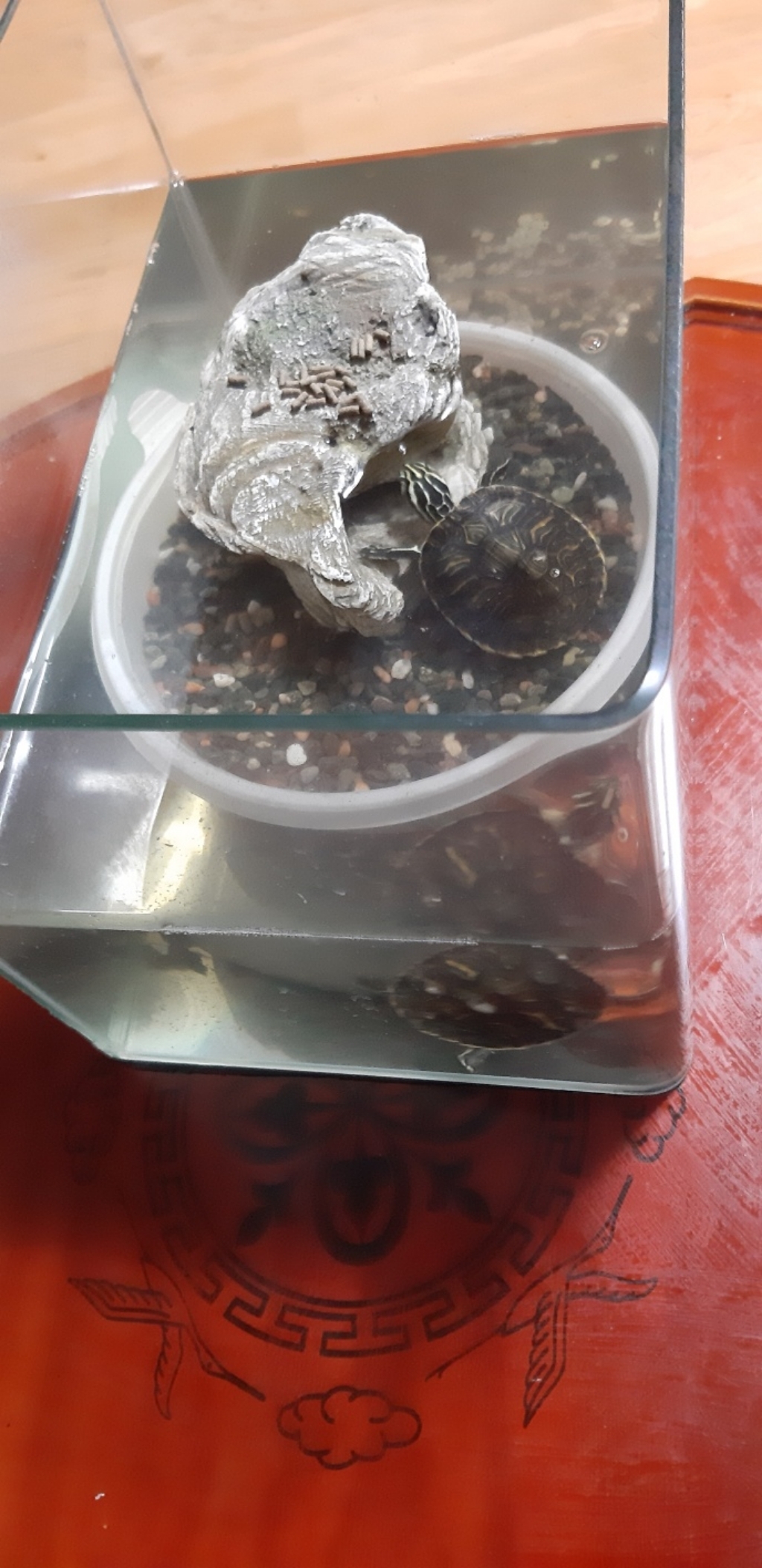 그로비타 거북이 전용사료 솔직 후기 | 실제 사용자 리뷰 총정리 - 상품 이미지 4