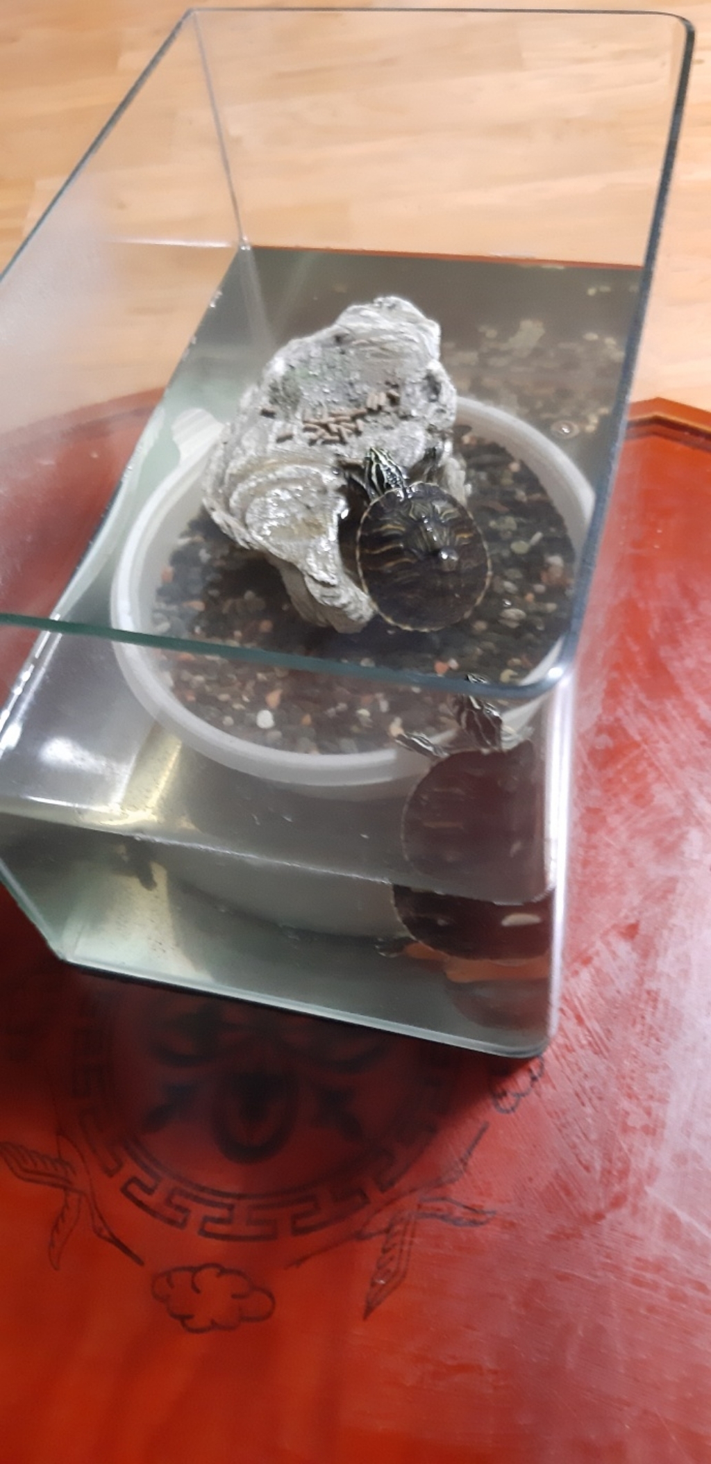 그로비타 거북이 전용사료 솔직 후기 | 실제 사용자 리뷰 총정리 - 상품 이미지 3