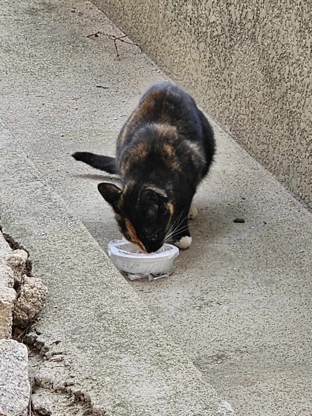 슈퍼츄 고양이가 좋아하는 통살 100p 이미지 4