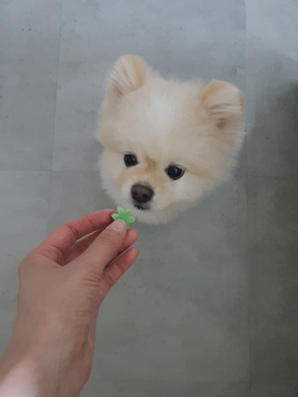 탐사 강아지 츄잉껌 500g 이미지 4