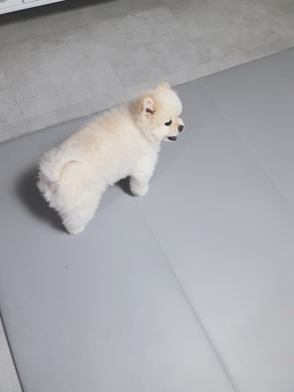 탐사 강아지 츄잉껌 500g 이미지 3