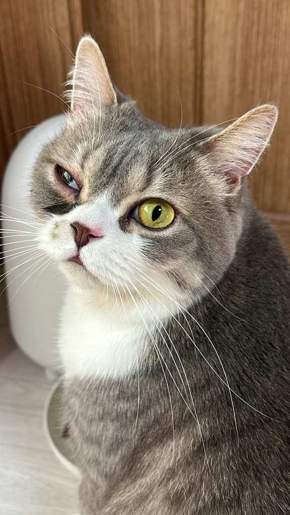 프롬벳 고양이 순수스틱 프로바이오틱스, 12회분, 장건강/유산균, 1개 솔직 후기 | 실제 사용자 리뷰 총정리 - 상품 이미지 1