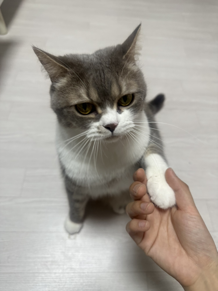 프롬벳 고양이 순수스틱 프로바이오틱스, 12회분, 장건강/유산균, 1개 솔직 후기 | 실제 사용자 리뷰 총정리 - 상품 이미지 3