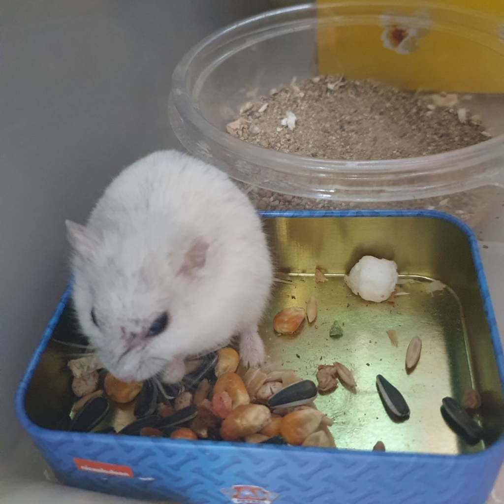 스위트 햄스터 사료 솔직 후기 | 실제 사용자 리뷰 총정리 - 상품 이미지 4