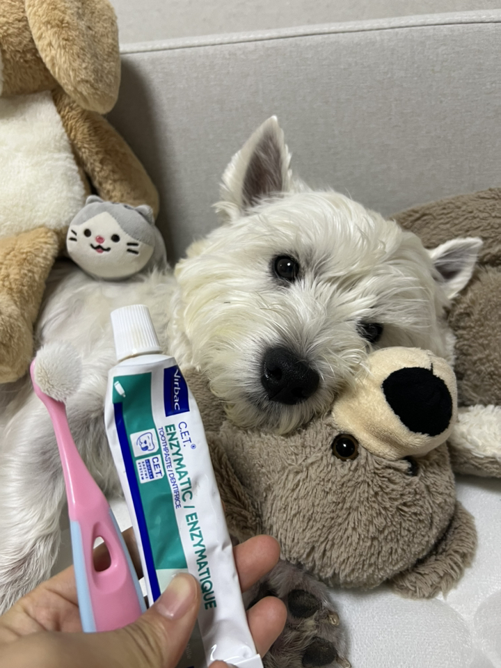 버박 CET 이중효소 반려동물 치약 닭고기맛 이미지 3