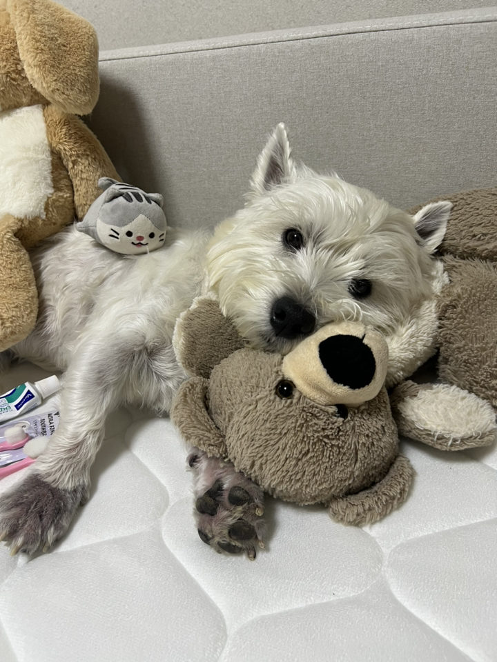 버박 CET 이중효소 반려동물 치약 닭고기맛 솔직 후기 | 실제 사용자 리뷰 총정리 - 상품 이미지 4