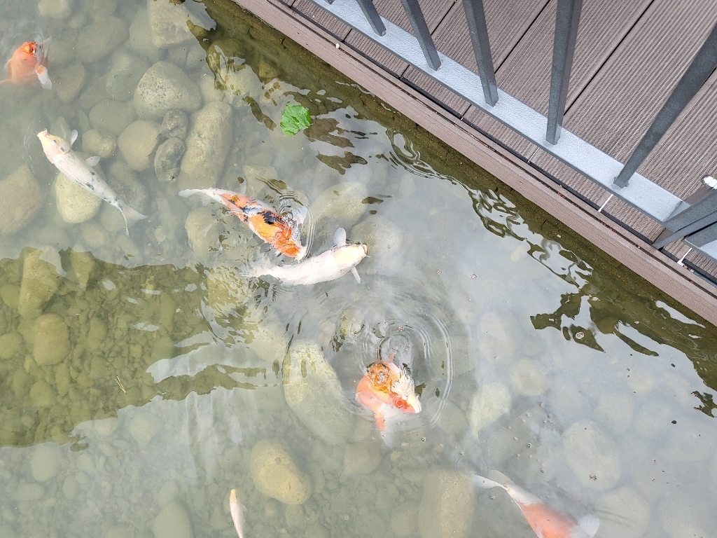 구딘 잉어사료 이미지 2