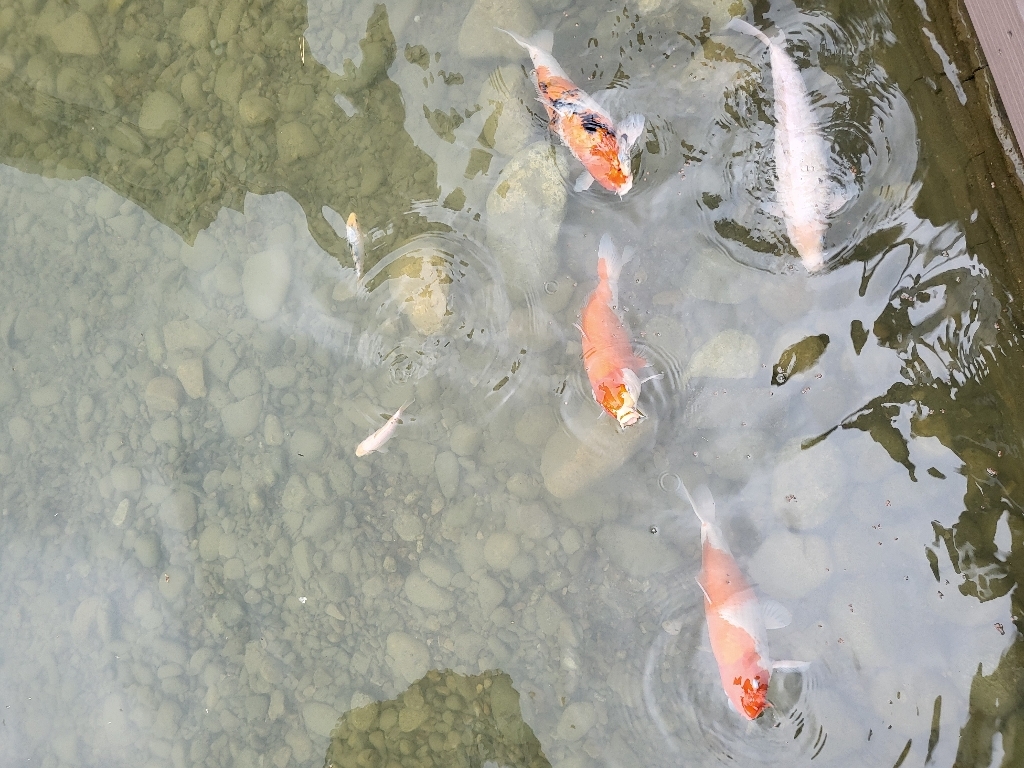 구딘 잉어사료 솔직 후기 | 실제 사용자 리뷰 총정리 - 상품 이미지 3