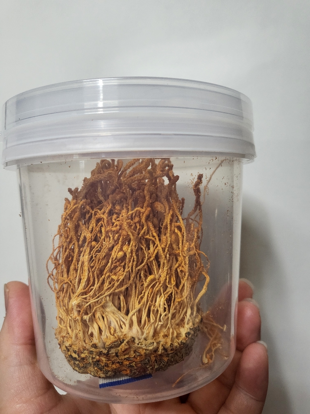 (국산)금관 동충하초 원형 유기농 건조 35g 맛있게 먹은 솔직 후기 - 상품 이미지 2