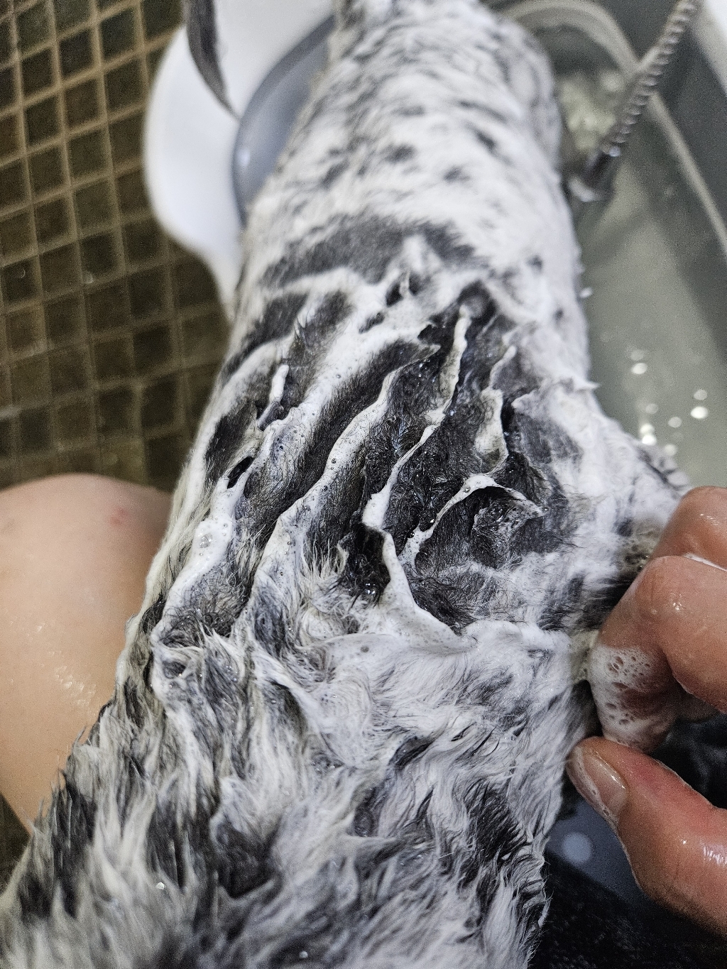 벨버드 애견용 샴푸 린스 겸용 블루베리향 솔직 후기 | 실제 사용자 리뷰 총정리 - 상품 이미지 4