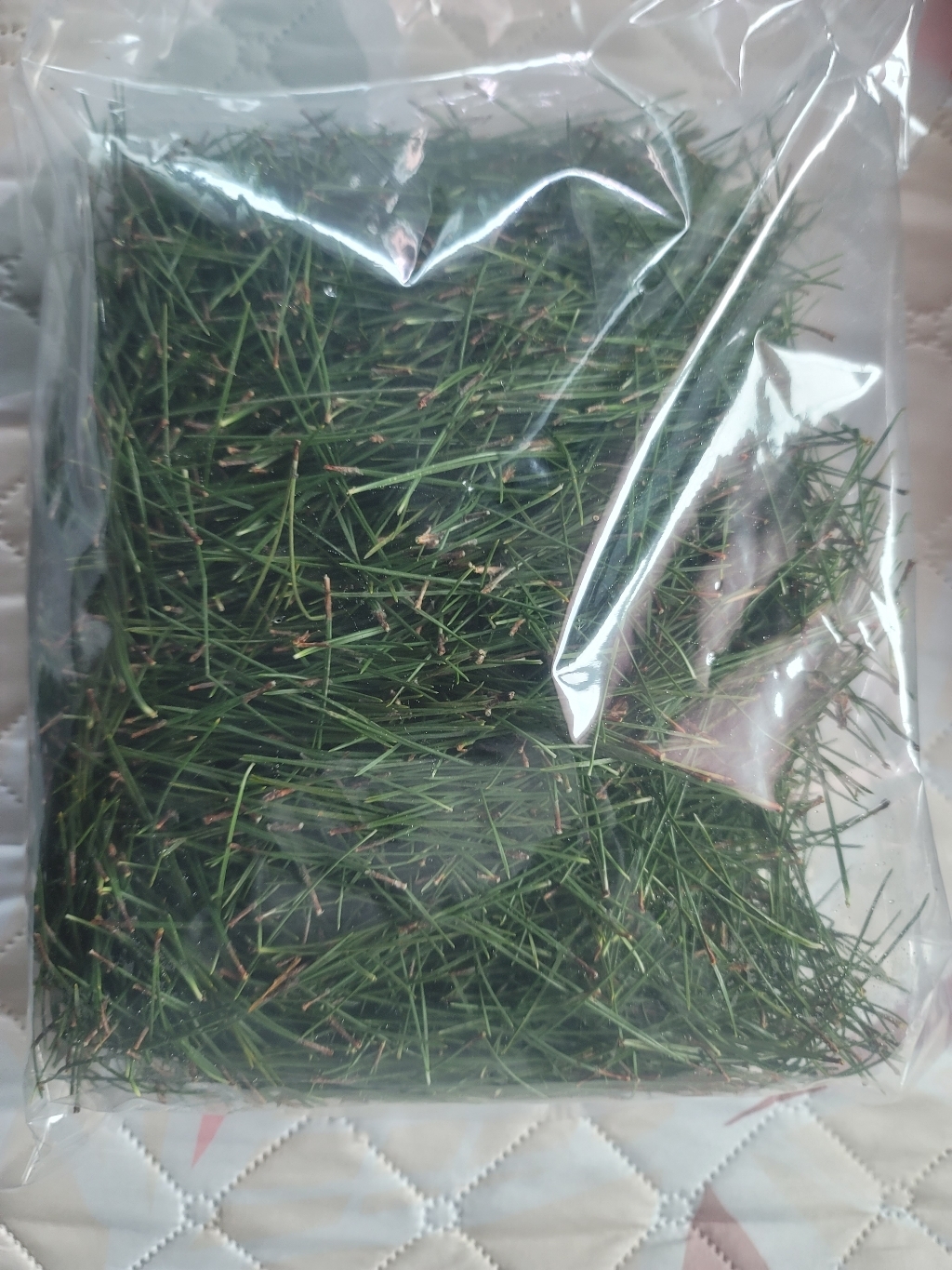 야생약초나라 금강송(적송) 솔잎(생) 200g - 높은산 무공해 솔잎 이미지 3