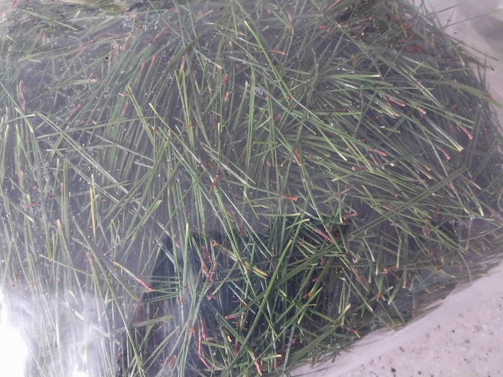 야생약초나라 금강송(적송) 솔잎(생) 200g - 높은산 무공해 솔잎 맛있게 먹은 솔직 후기 - 상품 이미지 4