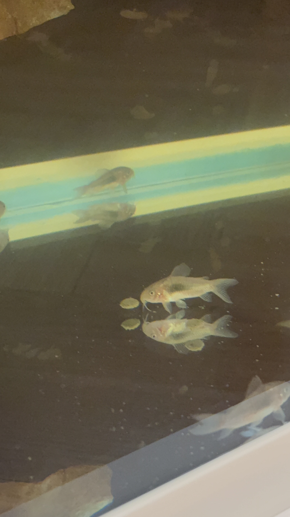 히카리 싱킹 와퍼 코리도라스 사료 이미지 3