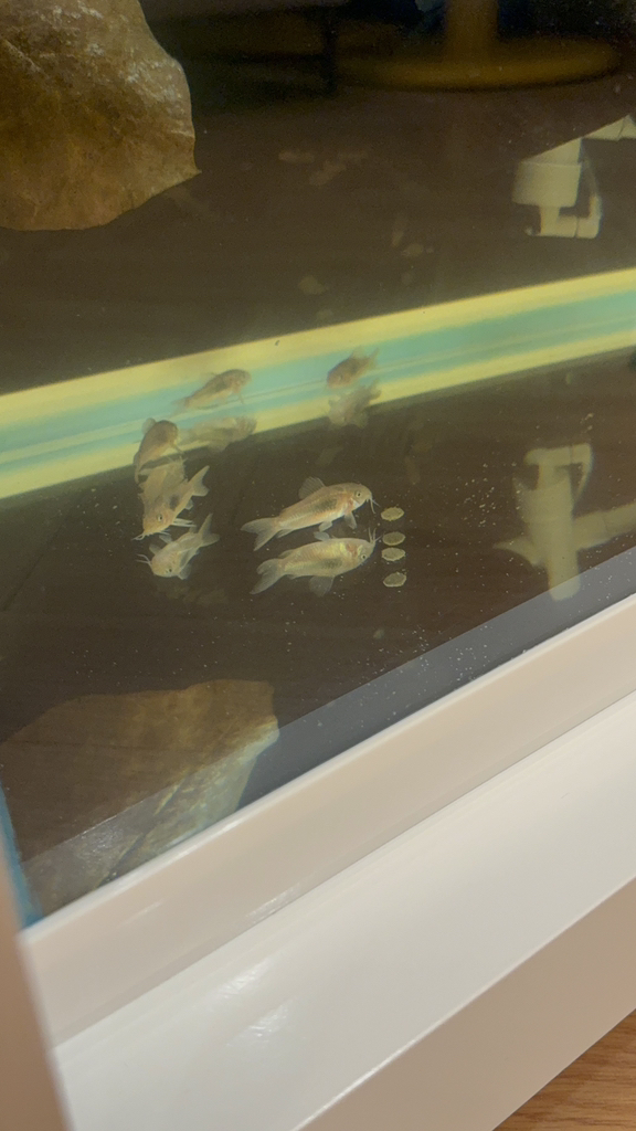 히카리 싱킹 와퍼 코리도라스 사료 솔직 후기 | 실제 사용자 리뷰 총정리 - 상품 이미지 4