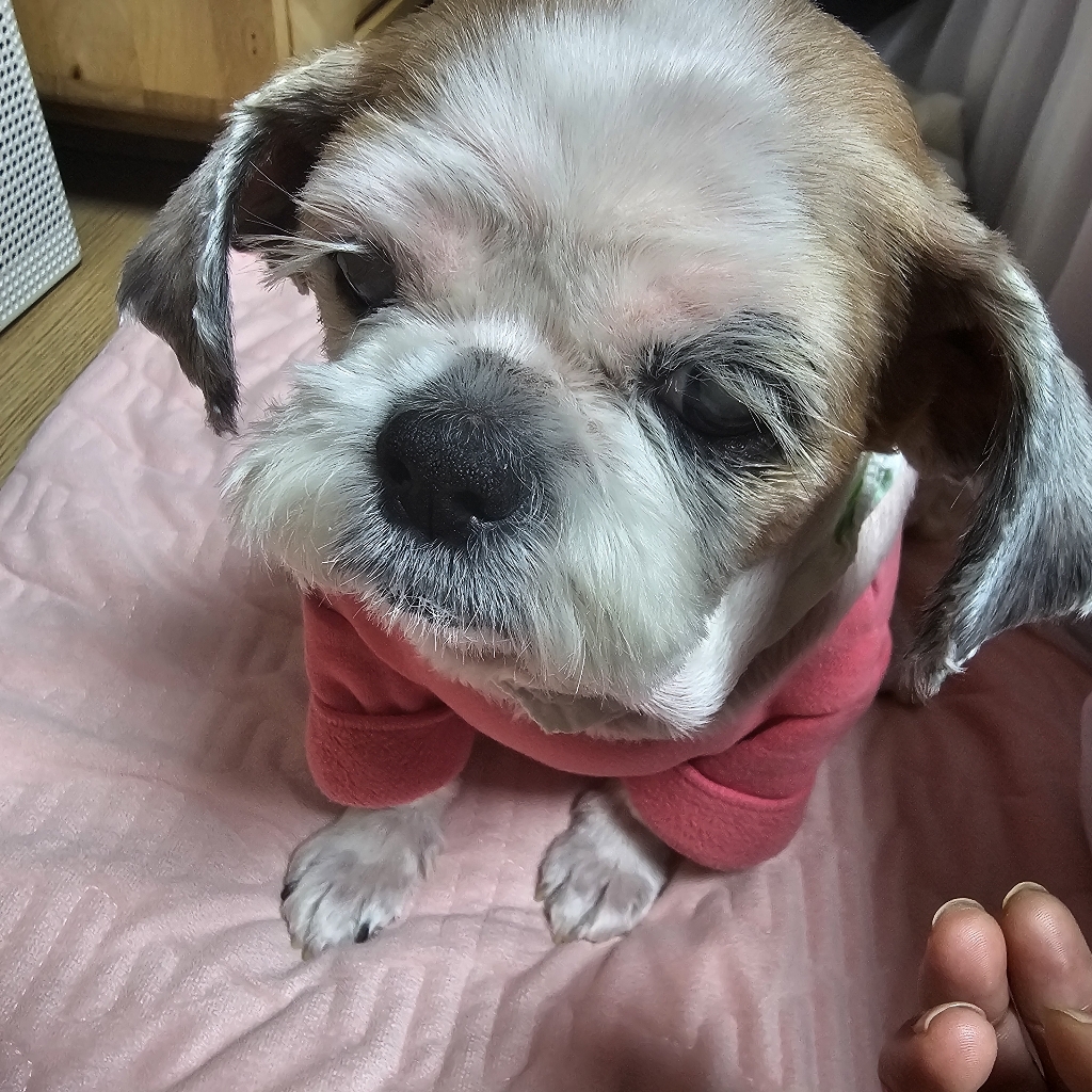 인섹트업 전연령용 강아지 하이포알러지 습식사료 조인트 이미지 3