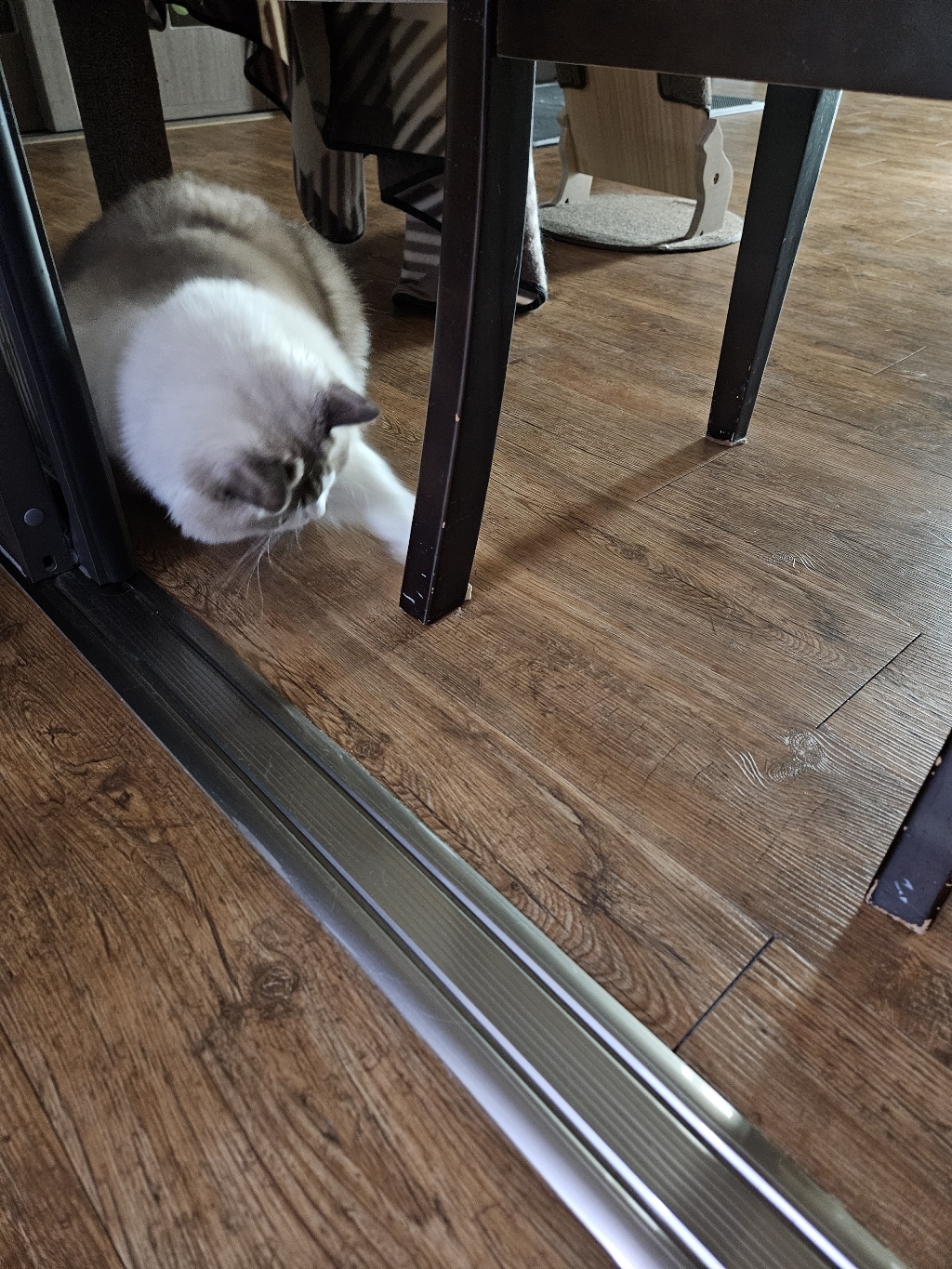 테비트릿 동결건조 점보 이미지 2