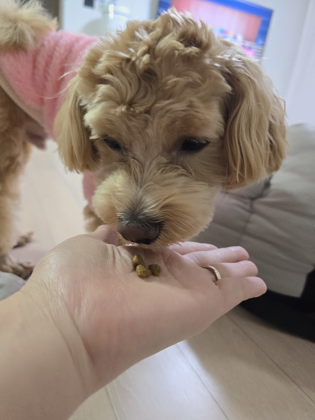 오가앤리프 유기농 가수분해 눈물 관절 피부 알러지 강아지 사료 연어&아마씨 이미지 4