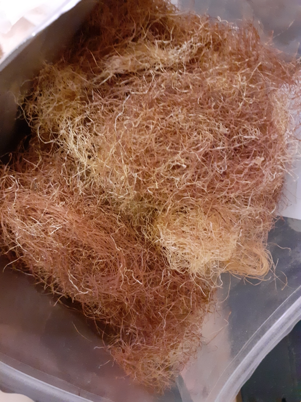 옥수수수염 옥발 옥미수 국산 맛있게 먹은 솔직 후기 - 상품 이미지 4