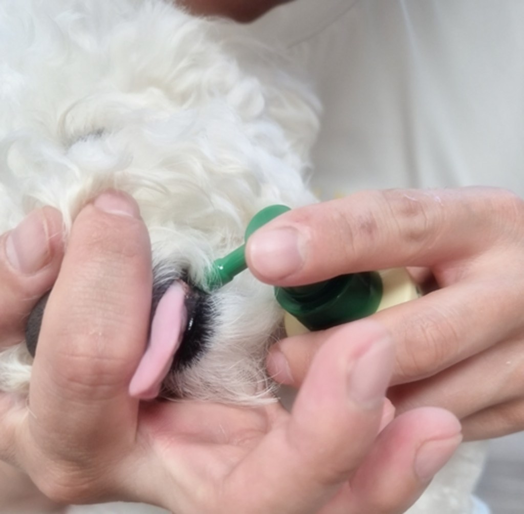 몽셰펫 반려동물 덴탈 스프레이 뿌리는 치약 구취/치석제거 솔직 후기 | 실제 사용자 리뷰 총정리 - 상품 이미지 4