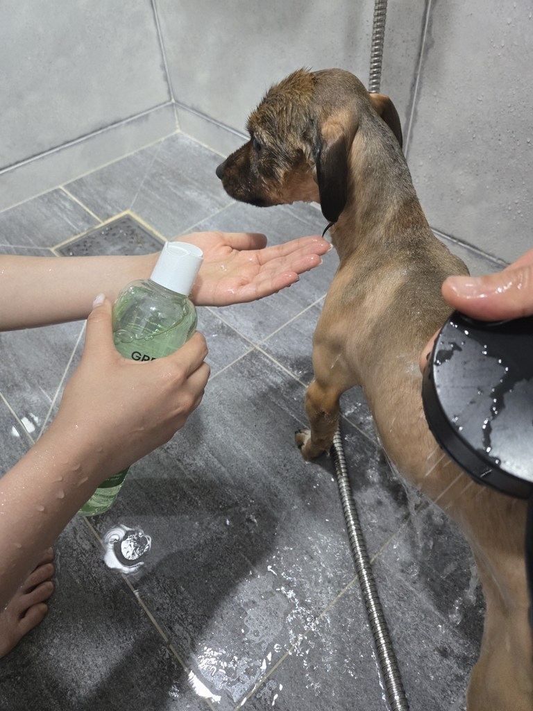 그린트리 호호 바오일 강아지샴푸 솔직 후기 | 실제 사용자 리뷰 총정리 - 상품 이미지 3