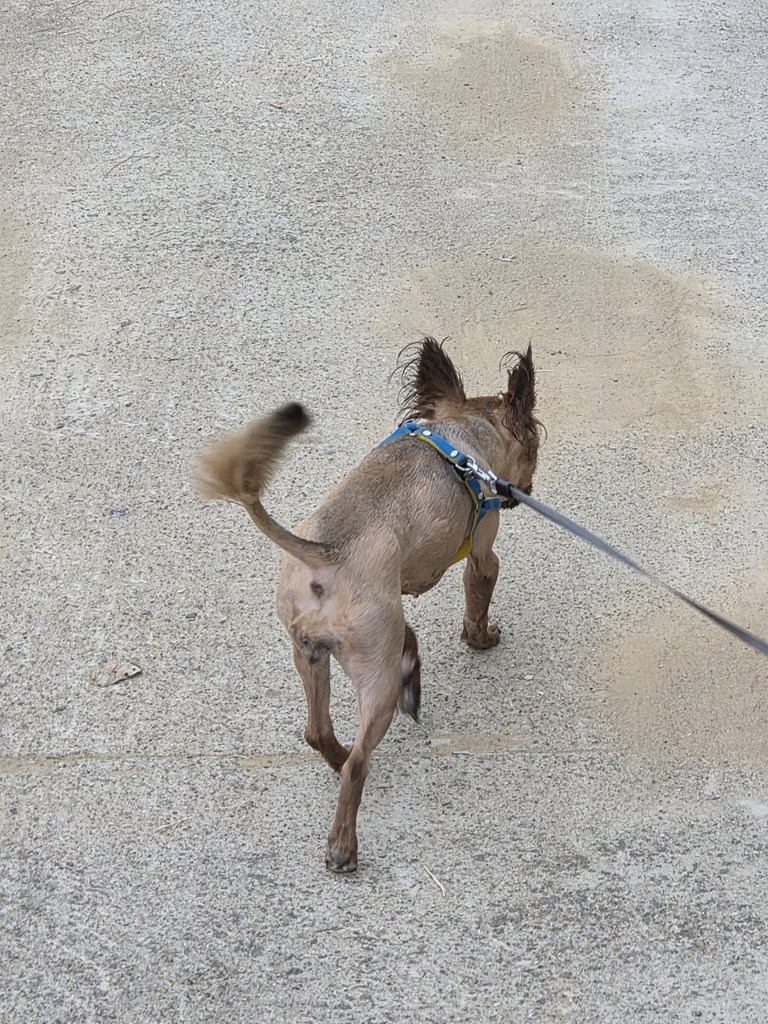 그린트리 호호 바오일 강아지샴푸 솔직 후기 | 실제 사용자 리뷰 총정리 - 상품 이미지 4