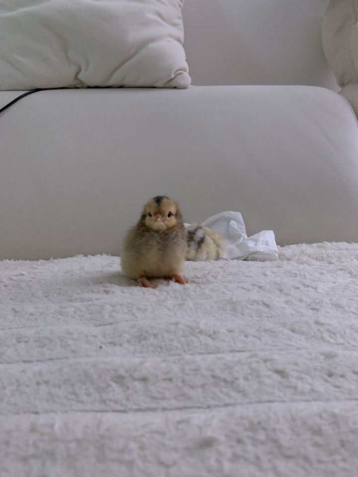 가정용 4구 계란 병아리 부화기 필요회복 솔직 후기 | 실제 사용자 리뷰 총정리 - 상품 이미지 4