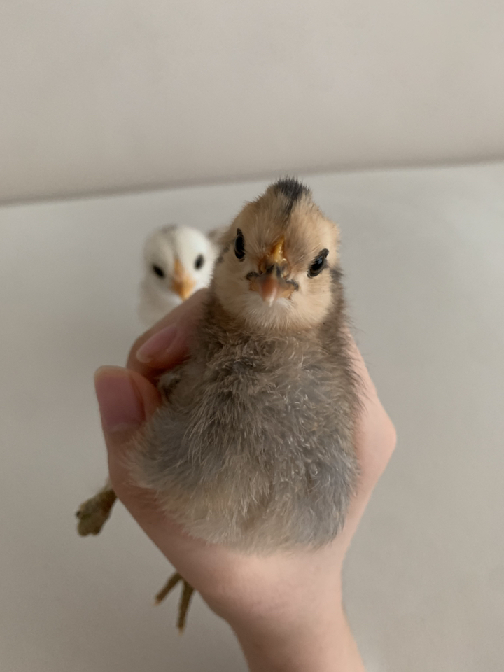 가정용 4구 계란 병아리 부화기 필요회복 솔직 후기 | 실제 사용자 리뷰 총정리 - 상품 이미지 2