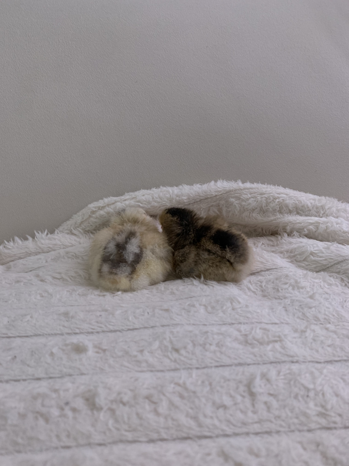 가정용 4구 계란 병아리 부화기 필요회복 솔직 후기 | 실제 사용자 리뷰 총정리 - 상품 이미지 3