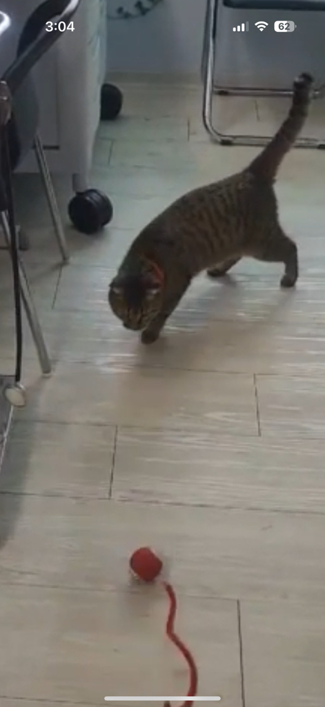 앤트앤비 스마트 롤링 파스텔 펫 볼 솔직 후기 | 실제 사용자 리뷰 총정리 - 상품 이미지 4