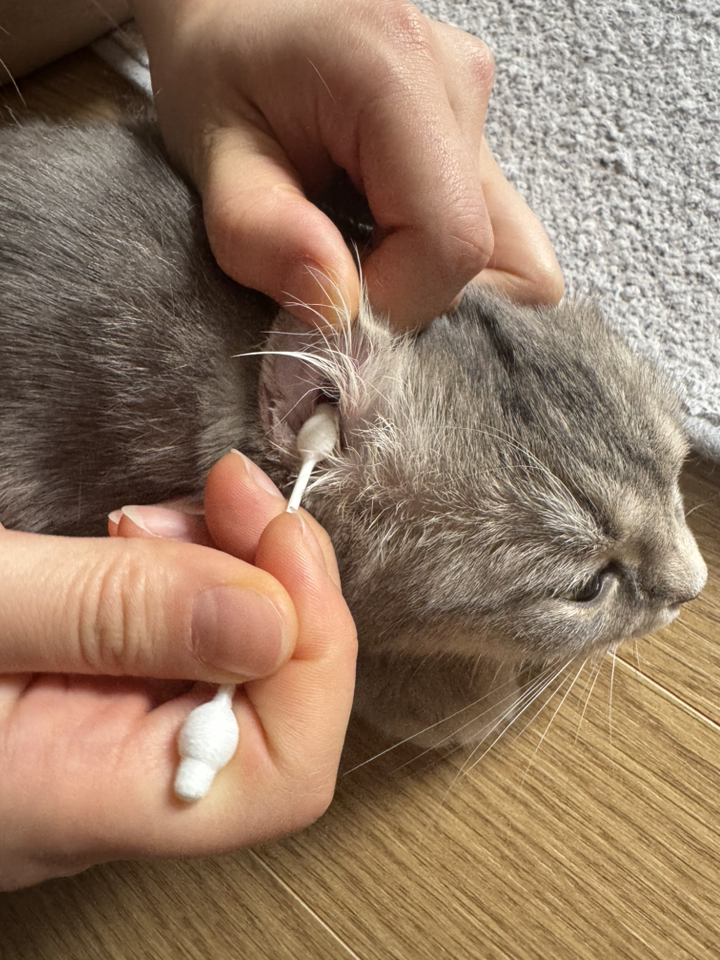 슈슈펫 반려동물 전용 애견면봉 이미지 2