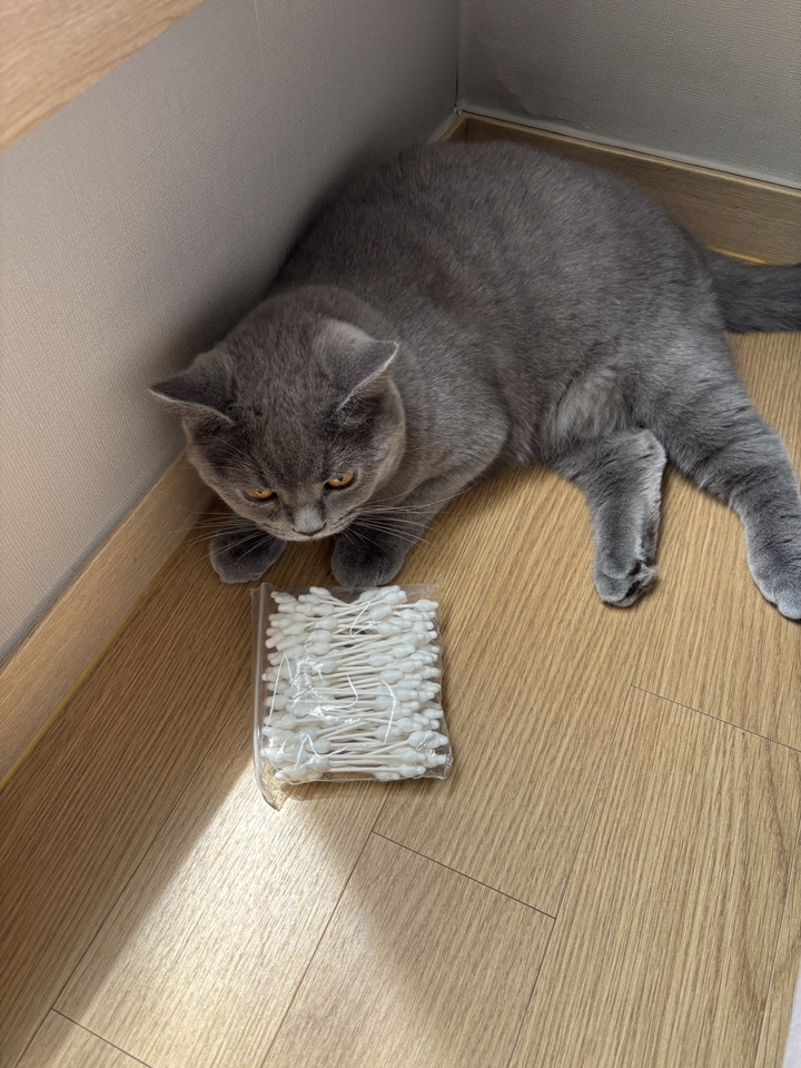 슈슈펫 반려동물 전용 애견면봉 이미지 3