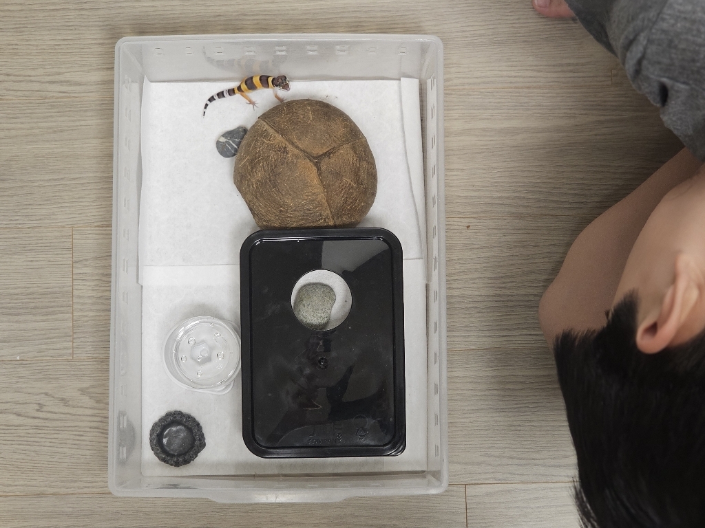 레파즈 이지패드 대사이즈 파충류 크레스티드게코 바닥재 솔직 후기 | 실제 사용자 리뷰 총정리 - 상품 이미지 4