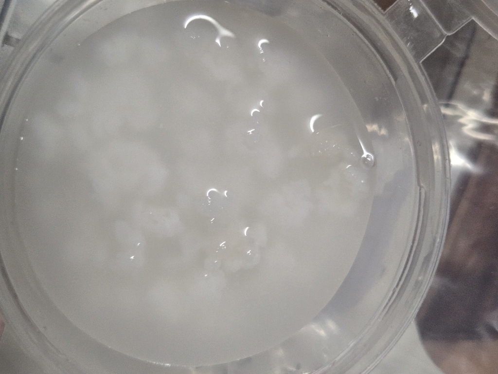 곰탱이네 티벳버섯 유산균 배양종 케피어 10g, 1개 솔직 후기 | 실사용자 리뷰 분석 썸네일
