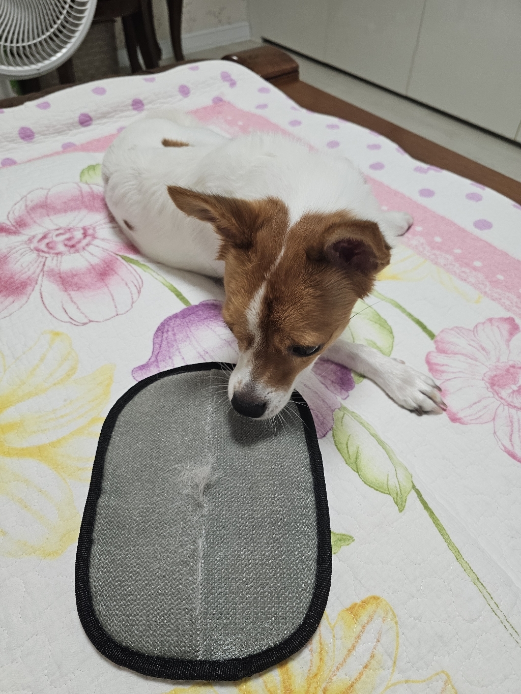 곧음 고양이 강아지 털제거 장갑 고양이털 정전기 브러쉬 대형 솔직 후기 | 실제 사용자 리뷰 총정리 - 상품 이미지 2