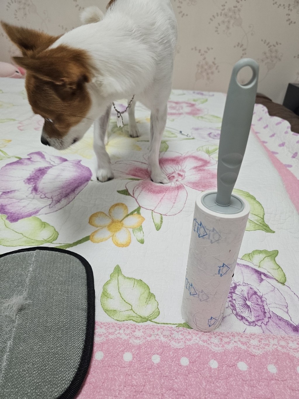 곧음 고양이 강아지 털제거 장갑 고양이털 정전기 브러쉬 대형 이미지 4