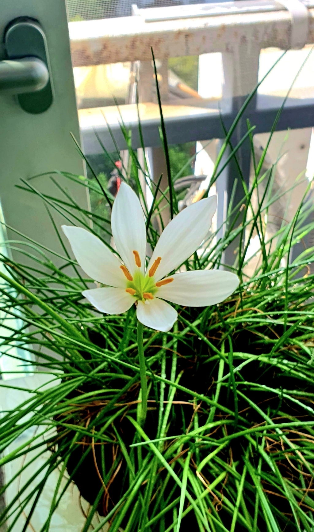 대성부품 트럭 파워오일 0.8L 파워스티어링오일 보충액 유압오일 차량용 화물차 대형트럭 1톤 카고 특장차 탑차 윙바디 파워핸들 오일 보충용 스티어링 오일 파워스티어링 보충유 탑차량 이미지 4