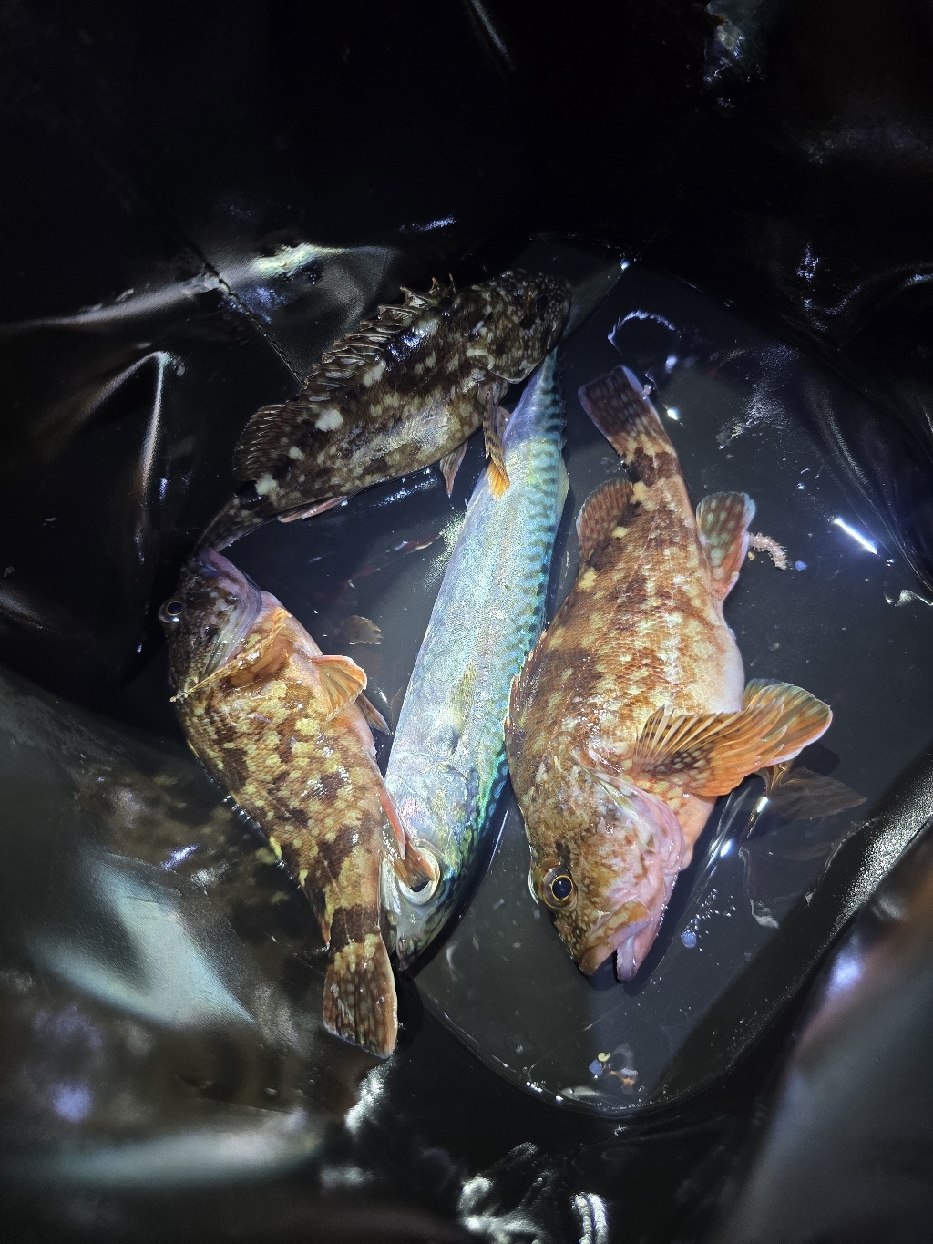 리튬전지 CR-425 낚시 전자찌 건전지 이미지 4