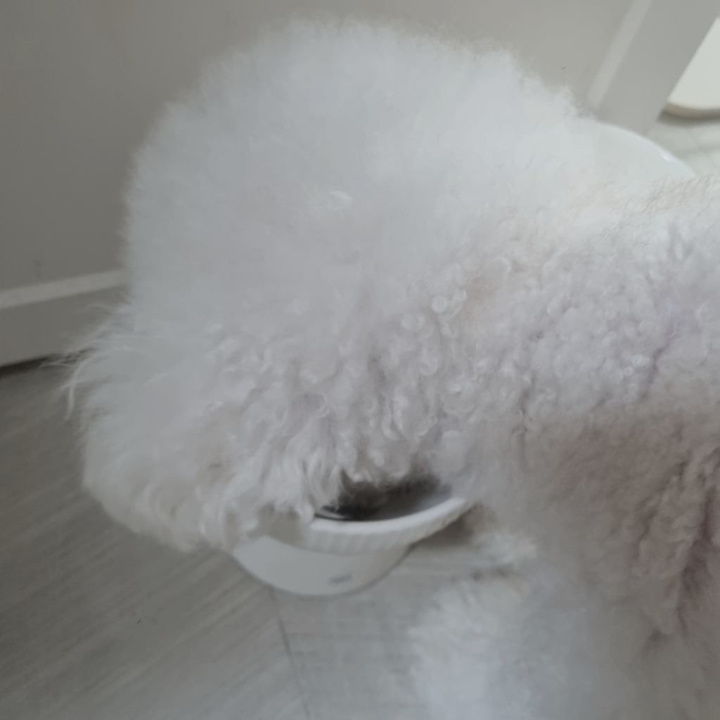 엔젤텐포 강아지 LID 눈물 피부 깨끗 수제사료 솔직 후기 | 실제 사용자 리뷰 총정리 - 상품 이미지 3