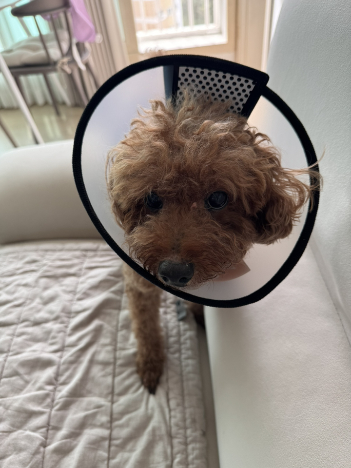 위드앤미 강아지 고양이 넥카라 중성화 보호 깔대기 이미지 3