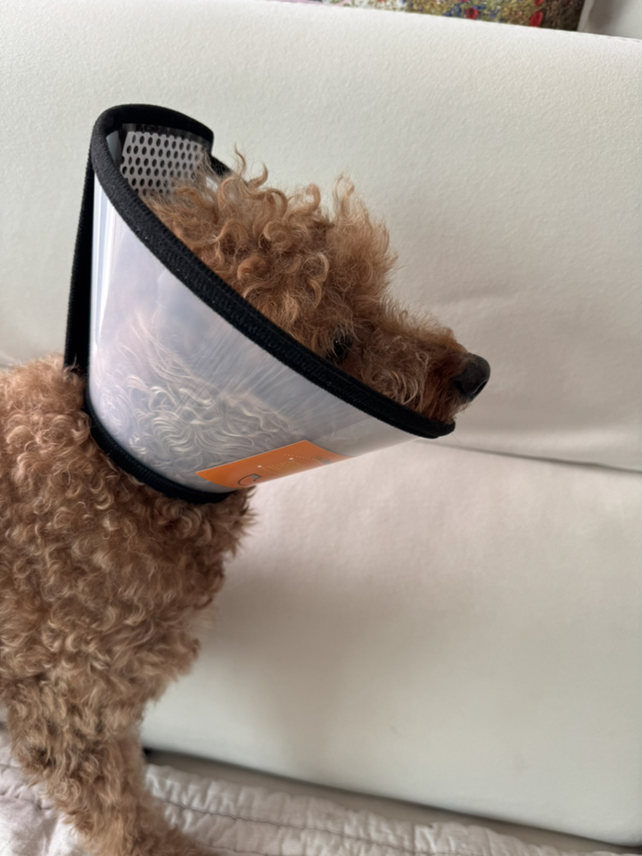 위드앤미 강아지 고양이 넥카라 중성화 보호 깔대기 솔직 후기 | 실제 사용자 리뷰 총정리 - 상품 이미지 2