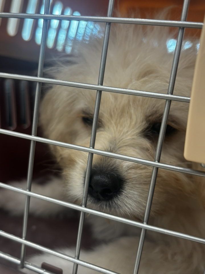 마마쇼 세이프락 강아지 고양이 켄넬 이동장 캐리어 이미지 2