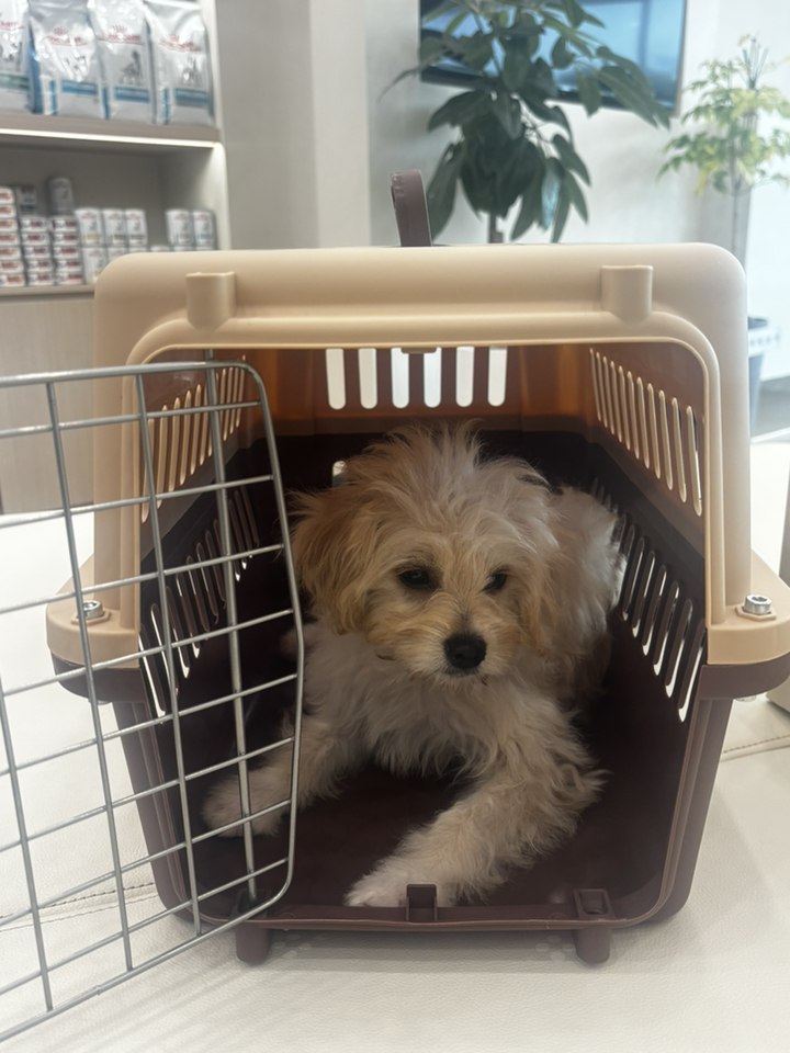 마마쇼 세이프락 강아지 고양이 켄넬 이동장 캐리어 솔직 후기 | 실사용자 리뷰 분석 - 상품 이미지 4