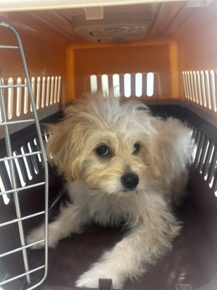 마마쇼 세이프락 강아지 고양이 켄넬 이동장 캐리어 솔직 후기 | 실사용자 리뷰 분석 - 상품 이미지 3