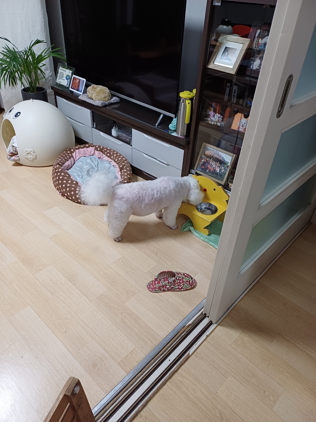 힐스 프리스크립션 다이어트 강아지 wd w/d 멀티 베네핏 3.85kg 솔직 후기 | 실제 사용자 리뷰 총정리 - 상품 이미지 3