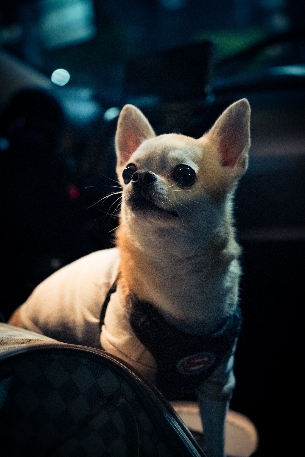 케미칼하우스 자동차 언더코팅제 스프레이 검정 이미지 4