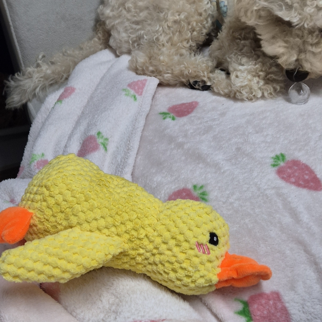 애견 삐삐 동물 인형 장난감 이미지 4